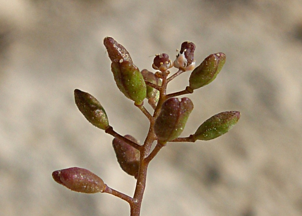 Hornungia procumbens / Hornungia procumbens